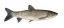 Vankúš Amur 95cm