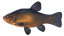 Vankúš Lieň (55cm)