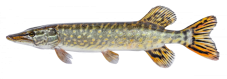 Vankúš Šťuka 80cm