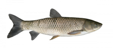 Vankúš Amur 95cm