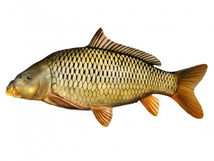 Vankúš Kapor Šupík L (67cm)